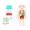 thumbnail image 3 of Rompecabezas de aprendizaje,Juguete de anatomía del cuerpo humano DIY educativo ensamblado,Juguete de aprendizaje temprano Cognición sensorial Ayudas para la enseñanza,Juguetes de desarrollo CUTICAT Rompecabezas de aprendizaje, 3 of 6