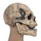 thumbnail image 5 of Máscara de Calavera ANGGREK para Halloween de Latex, 5 of 8