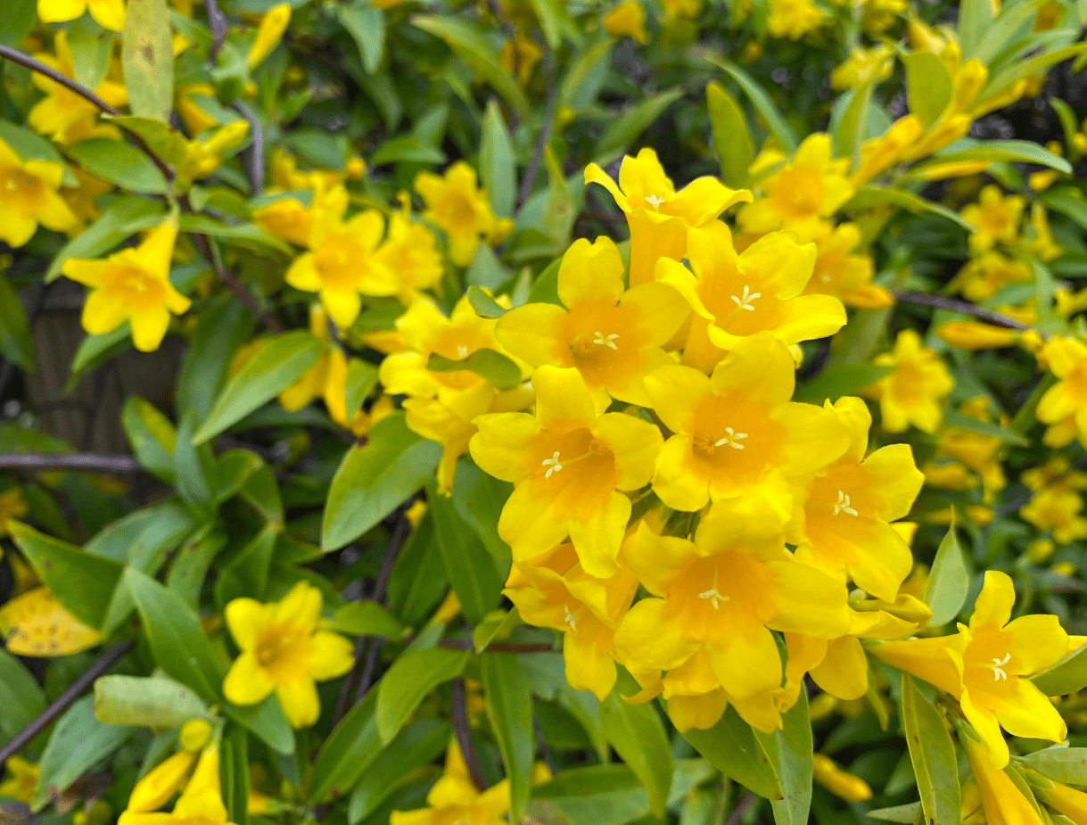 Carolina Jasmine Plant Live for Planting, Yellow Jasmine Climbing Vine Plant for Garden 4 to 6 Inc Tall