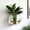 Clear, variant on NWOKYZGH 1Pc Hanging Wall Fish Bowls Acrylic Clear Wall Fish Tank for Beta Aquariums Mounted Plant Bubbl Ecosphere Decor