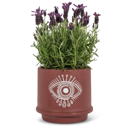 Set of 4 Large Eye Planter