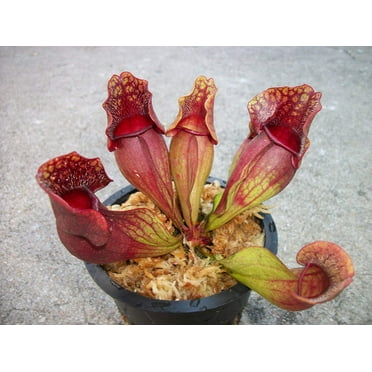 Joel's Carnivorous 3.75" Purple Pitcher Plant Live Plants in 3.75" Net Pot