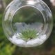 thumbnail image 4 of Jarrón colgante de flores, jardinera de cristal, contenedor de terrario for plantas, decoración de boda for el hogar, jarrón creativo en forma de bola pegado a la pared, transparente, 4 of 5