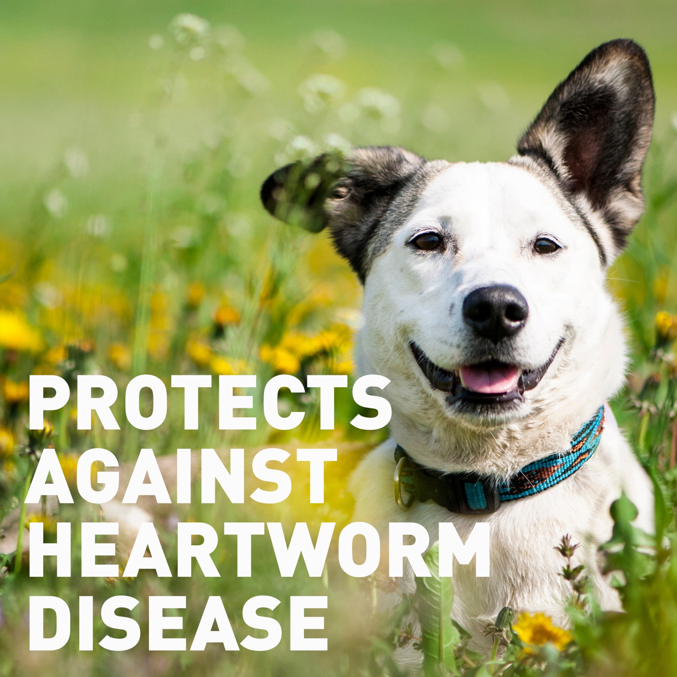 Interceptor Tablets, 2-10 lbs. (Brown), 6-Month Supply