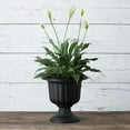 thumbnail image 4 of Root & Vessel Classic Urn Planter, Black, 14", 4 of 6