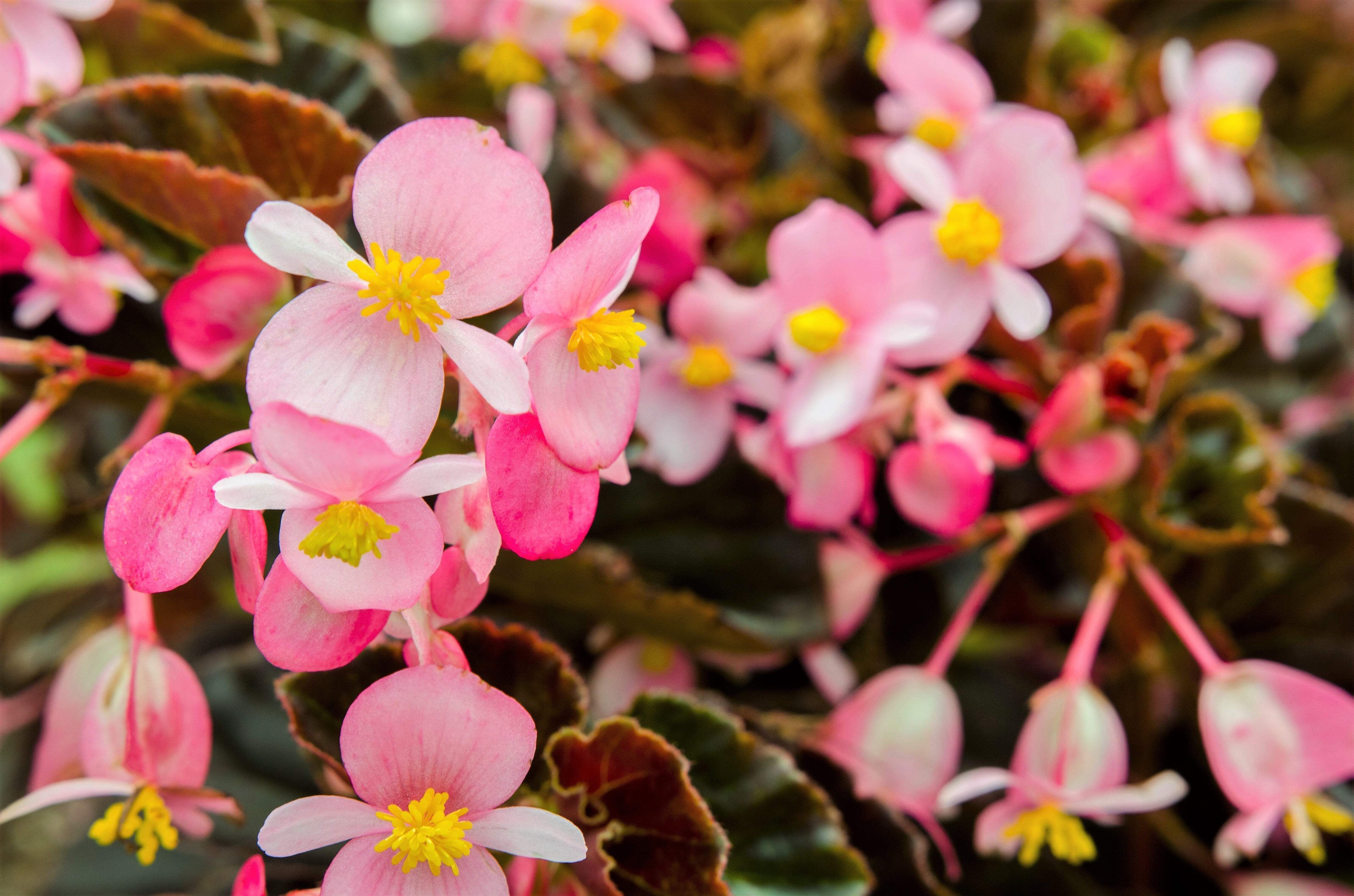 500 BULK HARDY BEGONIA Grandis Rose Pink Perennial Sun - Shade Flower Seeds