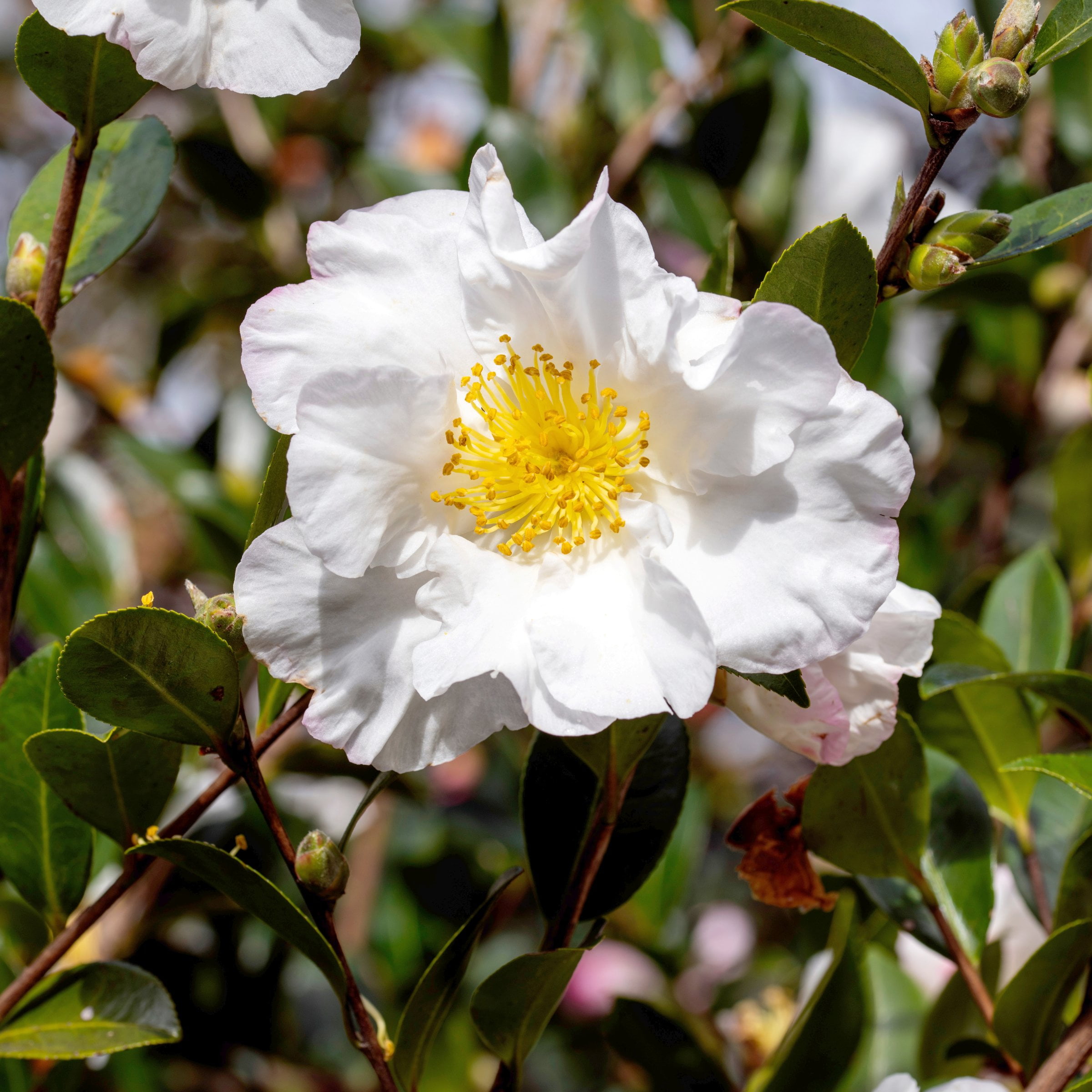 National Plant Network 1 gal. Camellia Sasanqua Daydream Believer Shrub