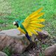 thumbnail image 5 of Figura de loro de imitación, estatua de arte con plumas, para porche, pared, césped, hogar. Estilo D, 5 of 8