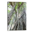 thumbnail image 1 of Cuadro decorativo - Árbol, Rodrigo Zabal 30x45 Canvas Lab Botánica, Naturaleza, Animales y naturaleza, Árboles,, 1 of 2