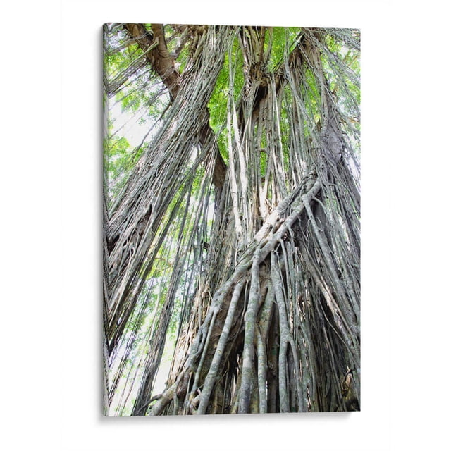 Cuadro decorativo - Árbol, Rodrigo Zabal 30x45 Canvas Lab Botánica, Naturaleza, Animales y naturaleza, Árboles,