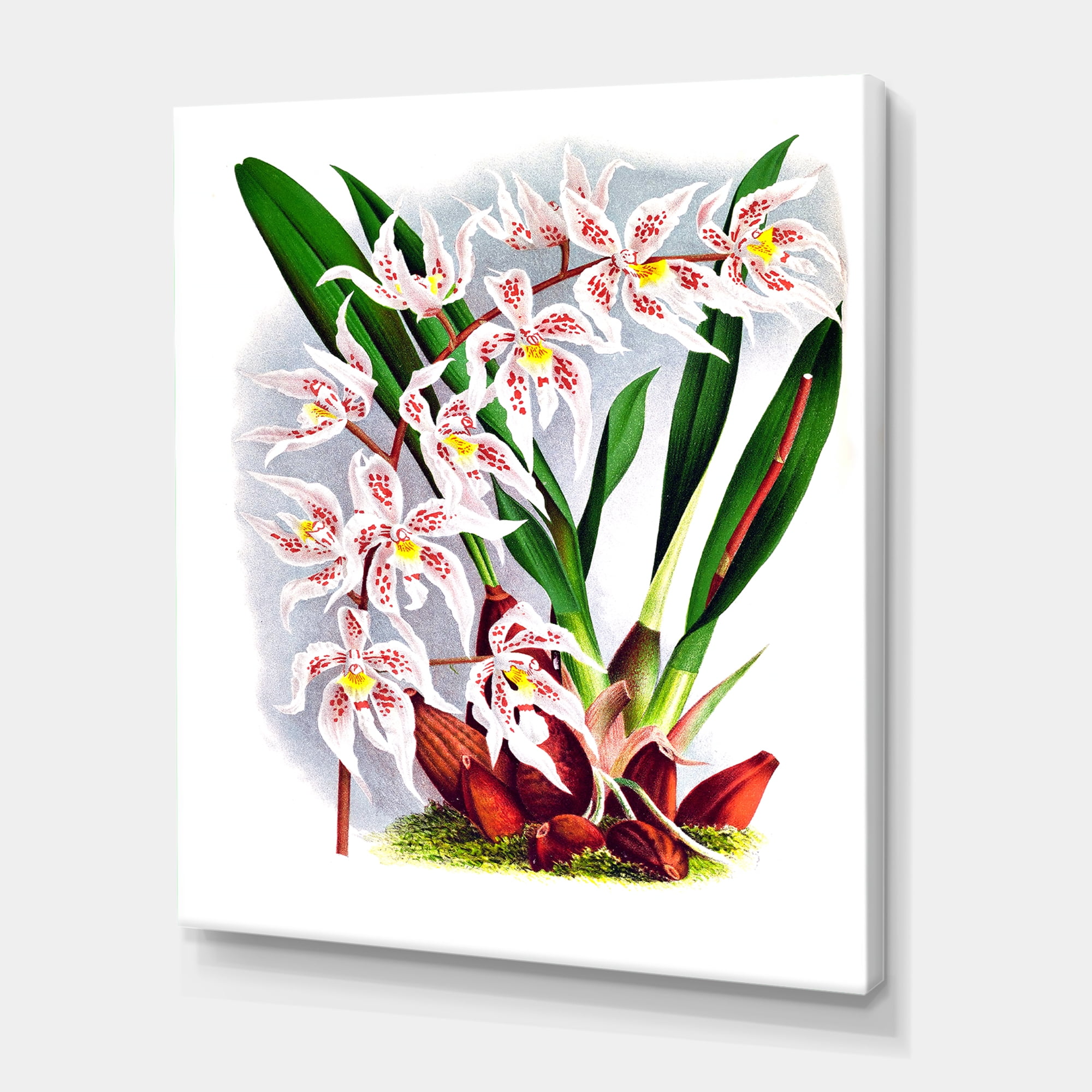 Designart ' White Vintage Orchid Flower II ' Traditional Canvas Wall Art Print