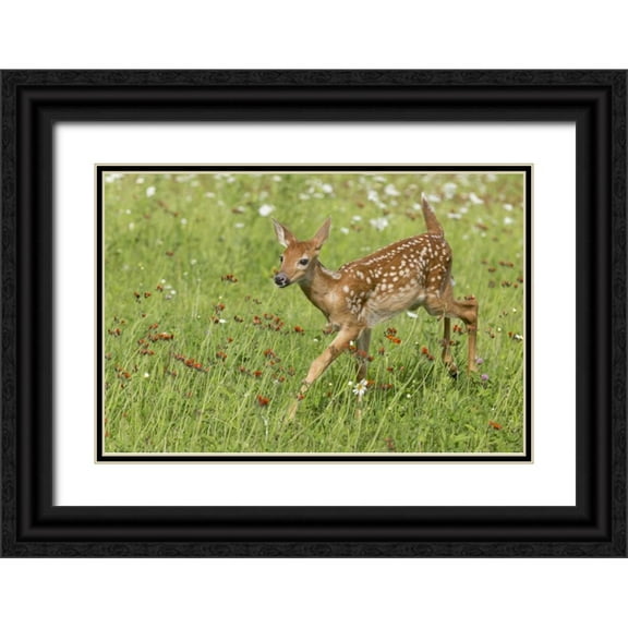 Kaveney, Wendy 32x23 Black Ornate Wood Framed with Double Matting Museum Art Print Titled - Minnesota White-tailed deer fawn in meadow