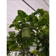 thumbnail image 4 of 10 inch Pot - 2.5 ft tall Giant Hawaiian Pothos plant, Get Similar To the picture, 4 of 11