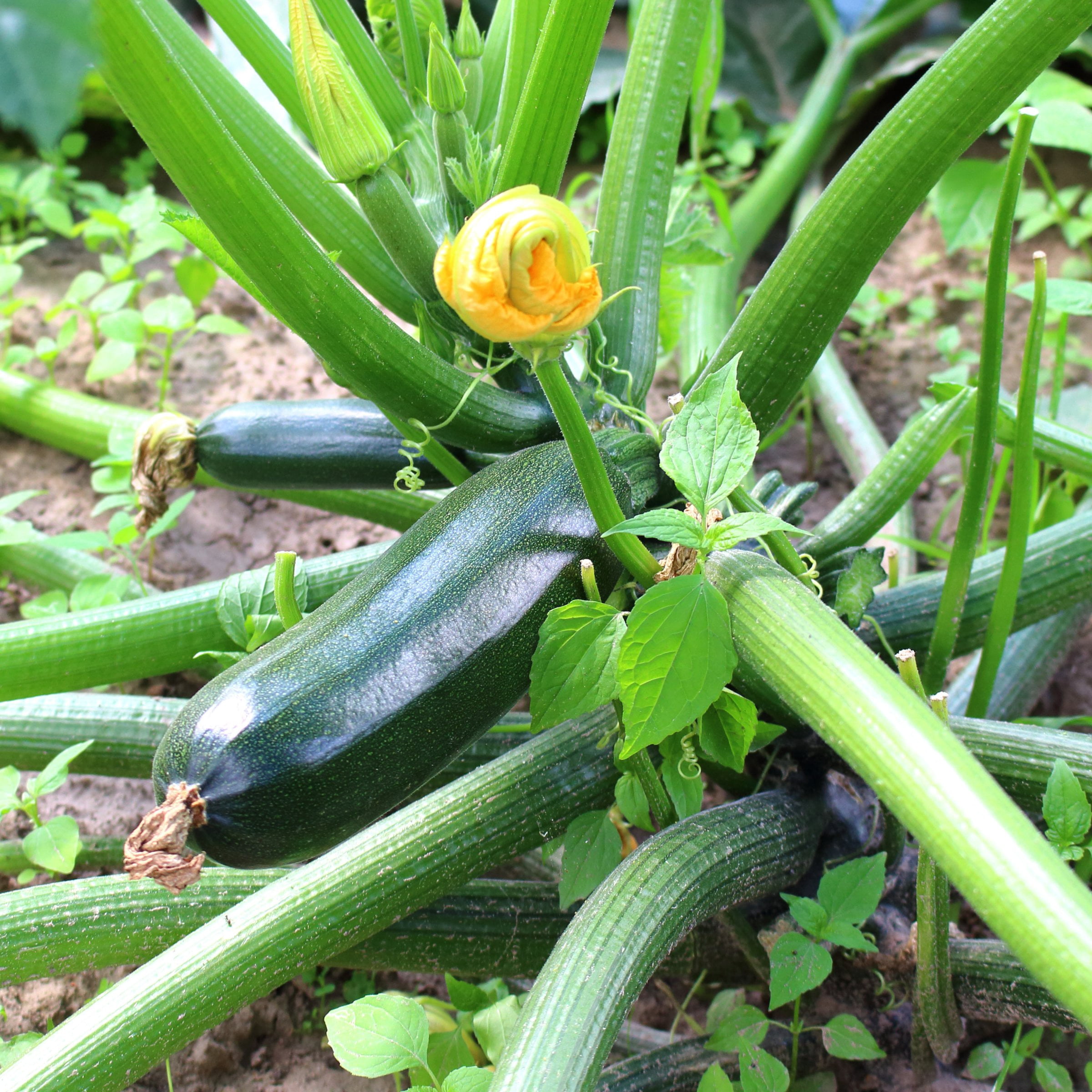 2.5 in. Live Vegetable Black Beauty Zuchinni Plant (3-Pack)