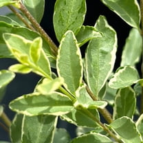 Variegated Ligustrum - 3 Gallon Pot