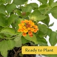 thumbnail image 5 of 4 Spreading Sunset Lantana in 3.5" Nursery Cubes | Lantana ‘Spreading Sunset’ | Orange & Yellow Flowering Shrub for Borders & Containers | Ready-to-Plant Live Starter Plants, 5 of 7