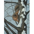 thumbnail image 2 of Wavra, Robert 25x32 Black Ornate Wood Framed with Double Matting Museum Art Print Titled - Whats Going On - Fox Squirrel, 2 of 4