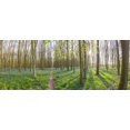 thumbnail image 2 of Frank, Assaf 18x9 White Modern Wood Framed Museum Art Print Titled - Spring forest with tall trees, 2 of 4