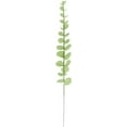 thumbnail image 3 of Feuilles d'Eucalyptus, 3 of 8