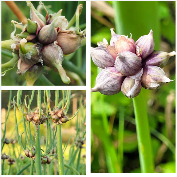 10 Egyptian Walking Onion Bulbs for Planting, Tree Onion Small Topsets Bulblets Perennial Onions Walking Onions Bulbs