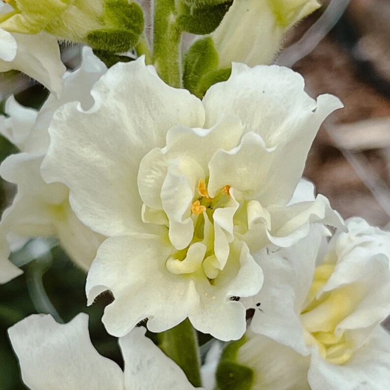 30 Seeds Madame Ivory Snapdragon Cold Attracts Pollinators Cottage Border Garden Antirrhinum Majus