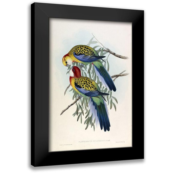 Gould, John 11x14 Black Modern Framed Museum Art Print Titled - Splendid Parakeet