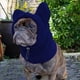 thumbnail image 1 of Gorro de invierno para mascotas Yinane con orejeras capucha ajustable para perros pequeños Azul oscuro, 1 of 8