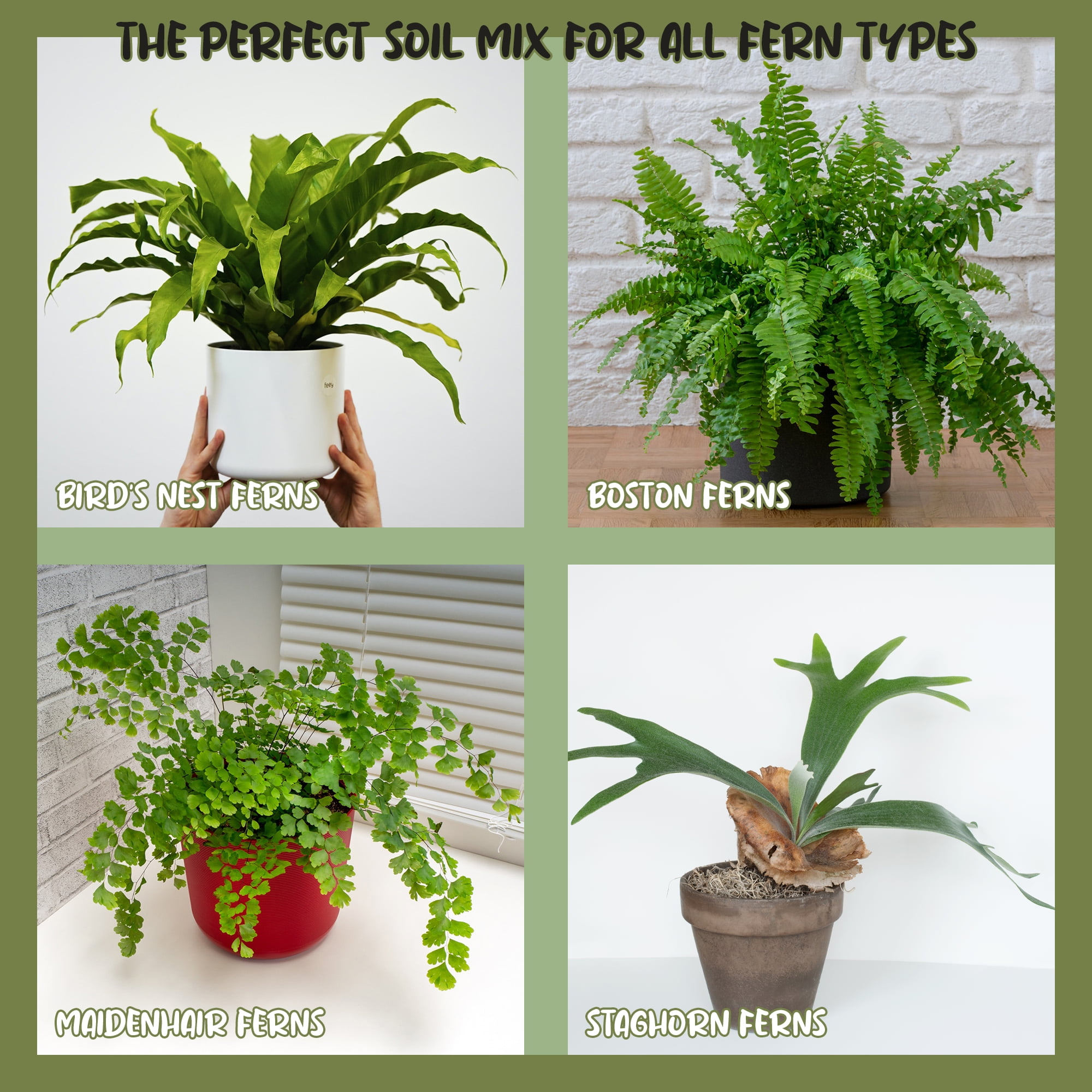 Fern Plant Potting Soil Mix (8 Quarts), Custom Hand Blended Mixture for  Indoor/Outdoor Container Gardening - Walmart.com