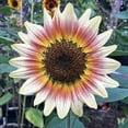 thumbnail image 4 of 25 Gypsy Charmer Sunflower Seeds Flowers Seed Flower Perennial Sun Bloom 539, 4 of 12