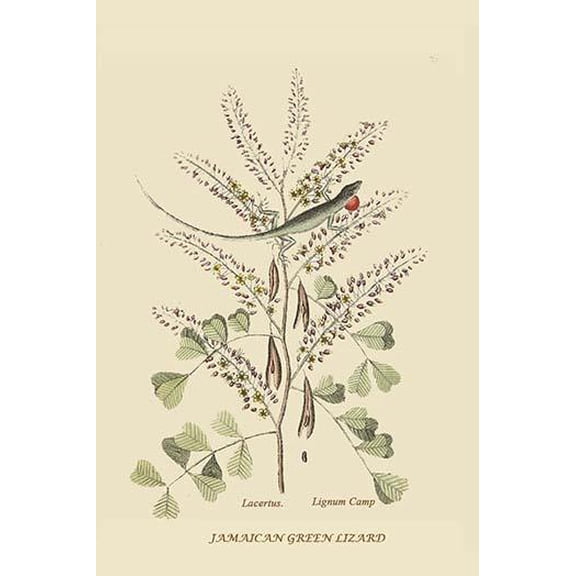 Jamaican Green Lizard-Fine Art Canvas Print (20" x 30")