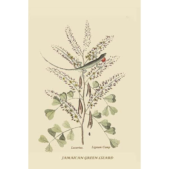 Jamaican Green Lizard-Fine Art Canvas Print (20" x 30")