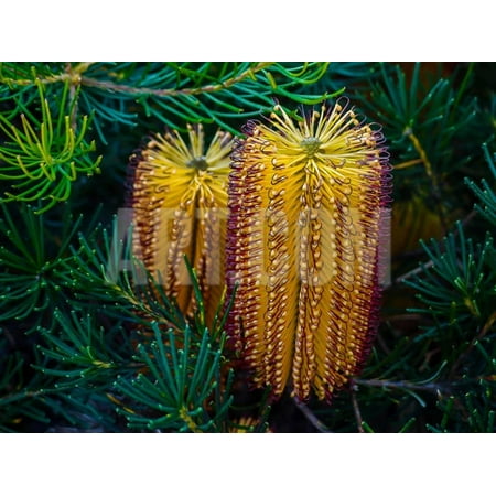 Banksia Flower - Native Banksia Flower Print Wall Art By Lily Zdilar
