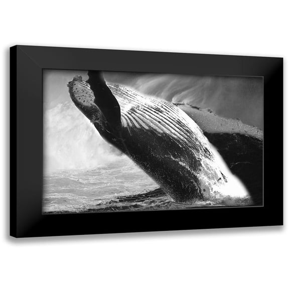 Phillip, Jamie 14x11 Black Modern Framed Museum Art Print Titled - Black Whale