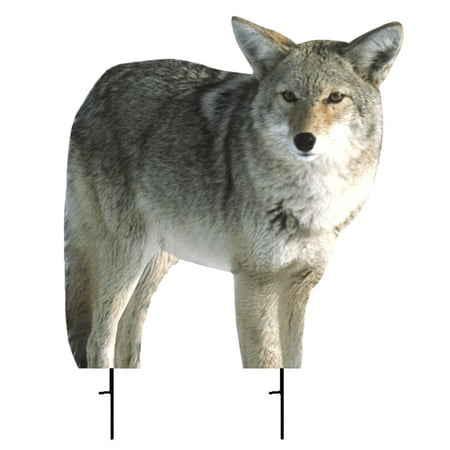 Montana Decoy 0000 Kojo Coyote Predator Decoy (Best Coyote Decoy Dog)