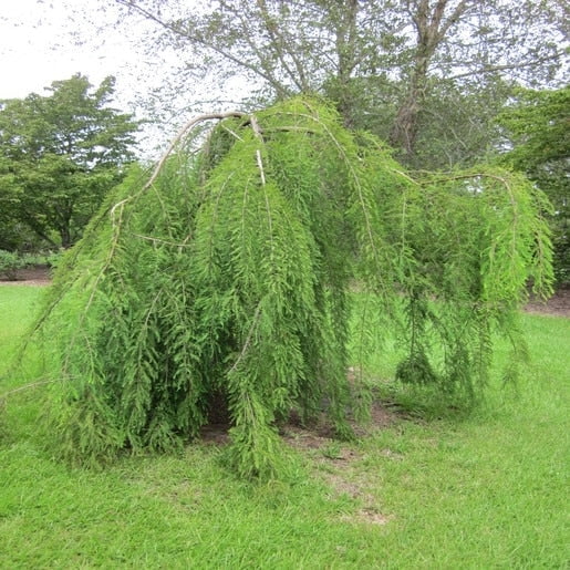 Weeping Bald Cypress Live Tree – 1 Gallon
