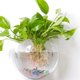 thumbnail image 1 of parent Plant Pot Wall Mounted Hanging Fish Tank Flower Round Vase Pot Acrylic Bowl Bubble Aquar, 1 of 5