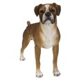 thumbnail image 1 of Decoración de poliresina para perro bóxer de Figuine Hi-Line Gift Ltd, 1 of 6
