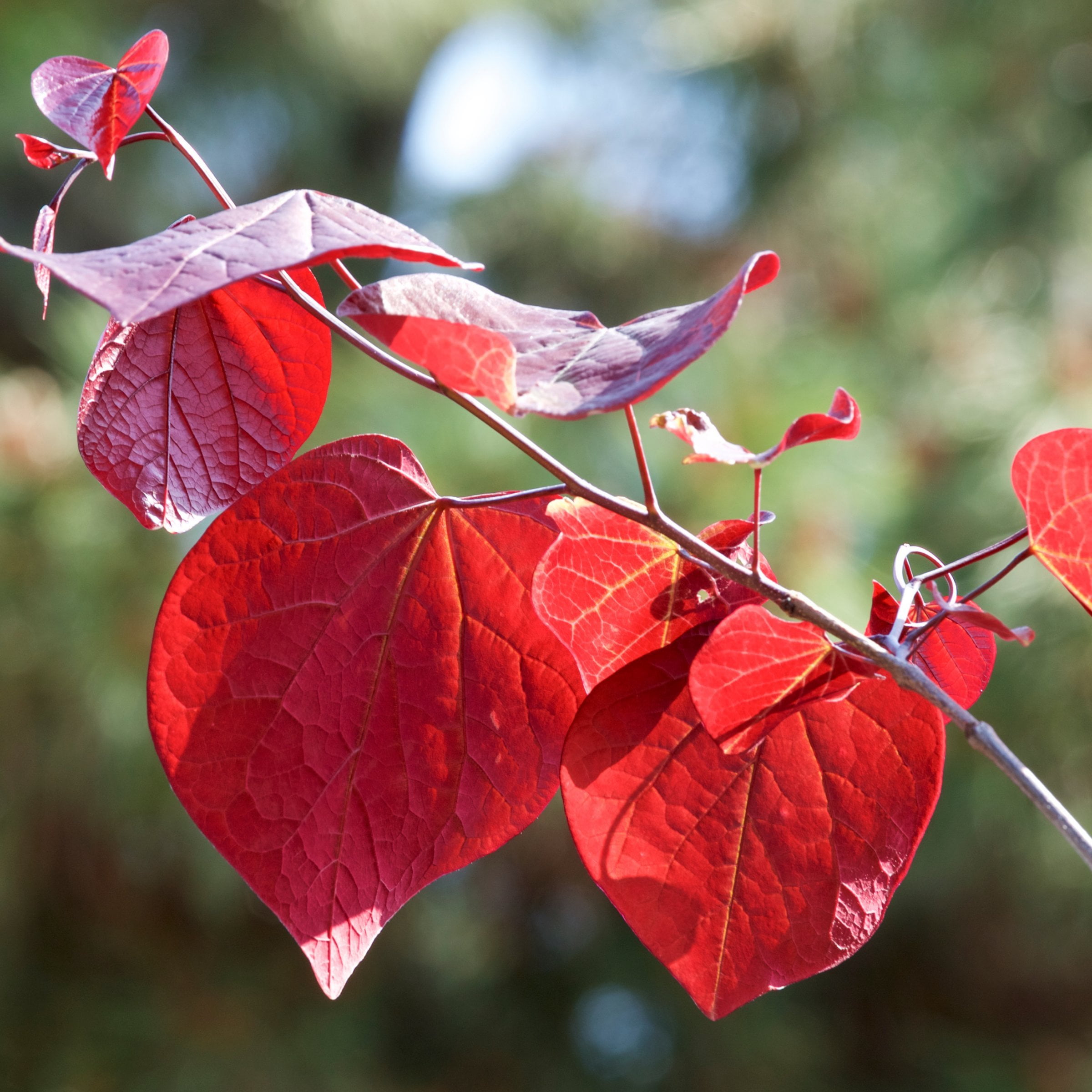 National Plant Network 2 gal. Redbud Hearts A Fire Tree