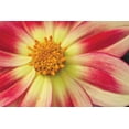 thumbnail image 2 of Styber, Dana 32x23 Gold Ornate Wood Framed with Double Matting Museum Art Print Titled - Starburst III, 2 of 4