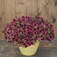 thumbnail image 6 of Proven Winners 4" Purple Superbells Blackcurrant Punch Calibrachoa Live Plant in 4.25" Pot (4 Count), 6 of 9