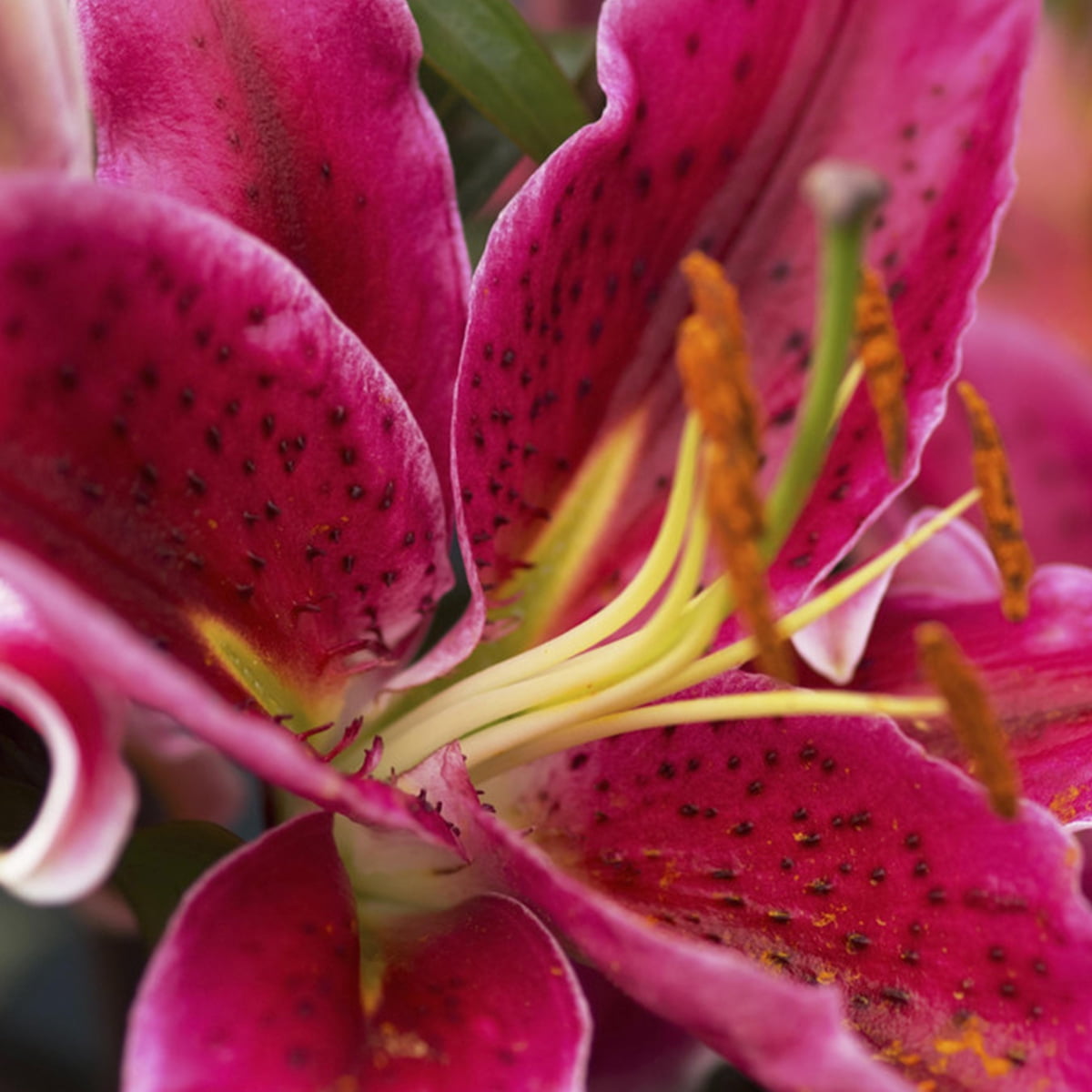 Van Zyverden Lilies Oriental Stargazer Set of 12 Bulbs Pink Partial Sun Perennial Fragrant 2 lbs