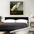 thumbnail image 2 of ARTCANVAS Snowy Heron - White Egret Canvas Art Print by John James Audubon - Size: 36" x 36" (0.75" Deep), 2 of 9