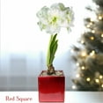 thumbnail image 2 of Easy to Grow Amaryllis Snow Drift Bulb Planted in a Wood Square Indoor Holiday, 2 of 8