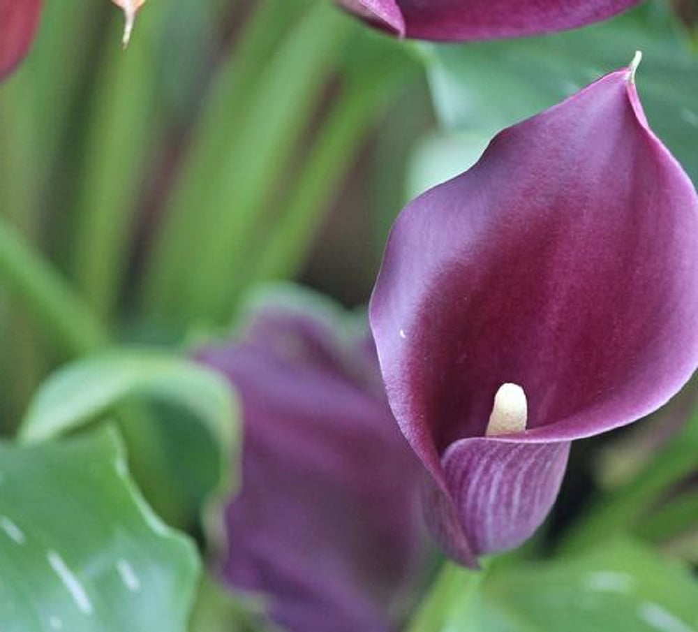Accent Calla Lily Bulb 14/16cm Rich Purple