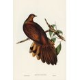 thumbnail image 2 of Gould, John 13x18 Gold Ornate Wood Framed with Double Matting Museum Art Print Titled - Pheasant-tailed Pigeon-Macropygia Phasianella, 2 of 4
