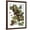Brown Frame, variant on Art.com Audubon: Nighthawk Giclee Print by John James Audubon, 12" x 16"