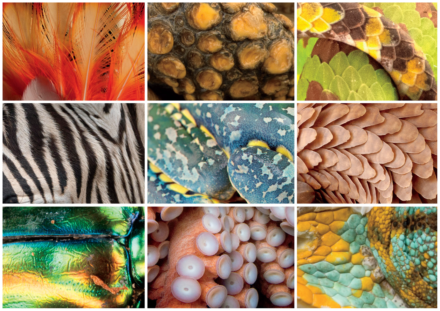 Buffalo Games National Geographic - Photo Ark Animal Grid - 300 Pieces Jigsaw Puzzle