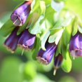 thumbnail image 4 of Outsidepride Cerinthe Major - 100 Seeds, 4 of 9