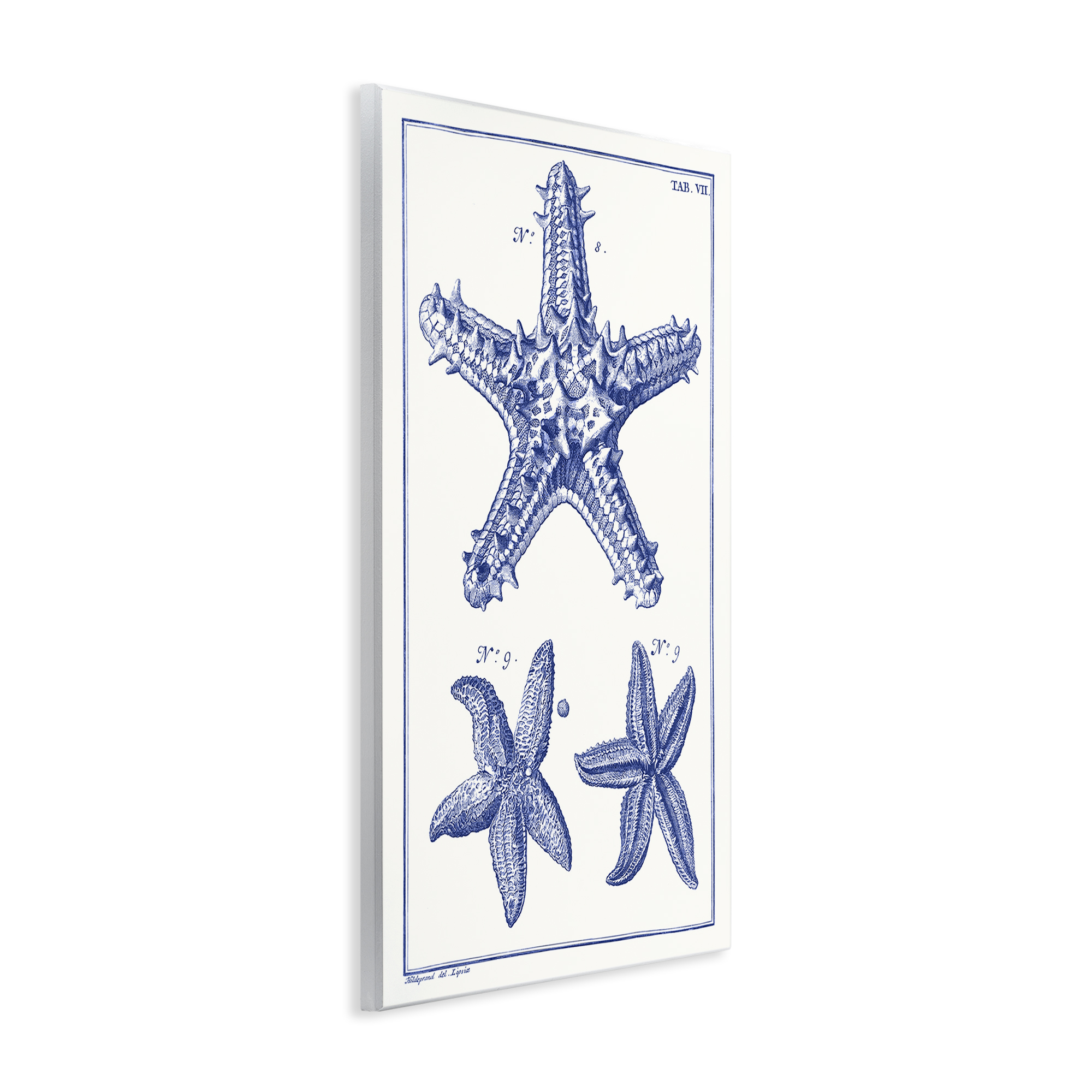 Stupell Industries Blue Starfish Diagrams Animals & Insects Painting Unframed Art Print Wall Art, 13 x 19