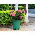 thumbnail image 5 of Cotta Planters 5 Gallon Nursery Pots 10-Pack Green Plastic Premium Plastic Planters Drainage Holes, 5 of 7